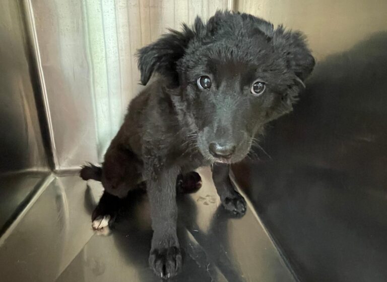 multimedia-foto87827-982-1