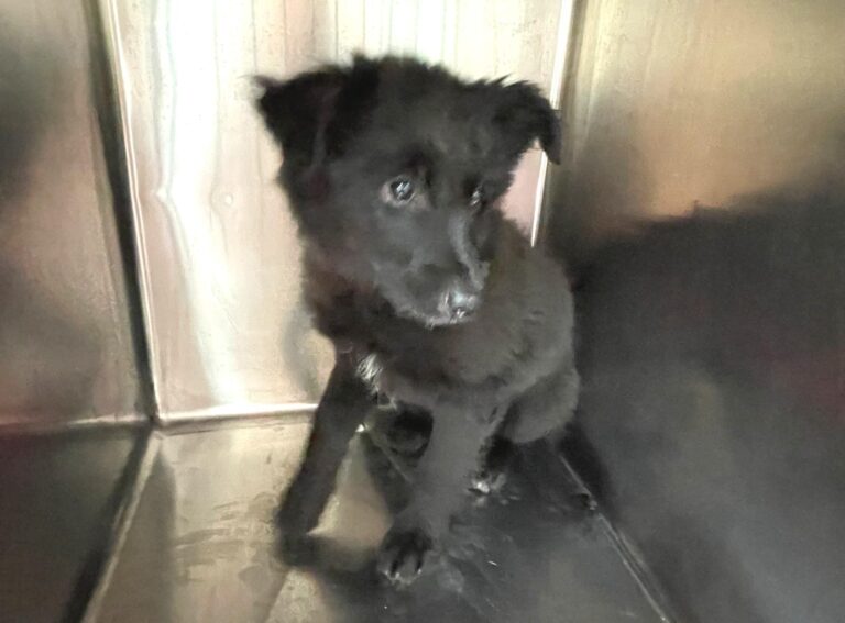 multimedia-foto87836-230-1