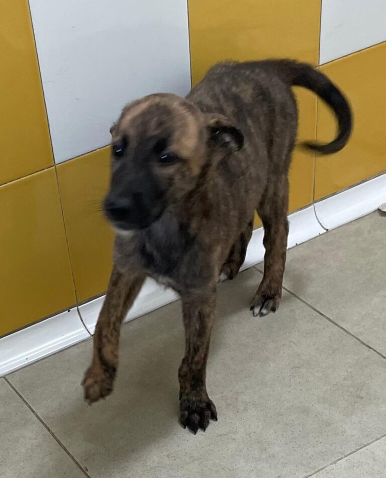 multimedia-foto87889-253-1