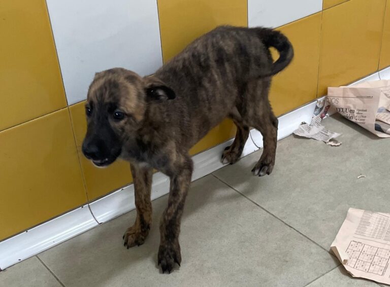 multimedia-foto87890-253-1