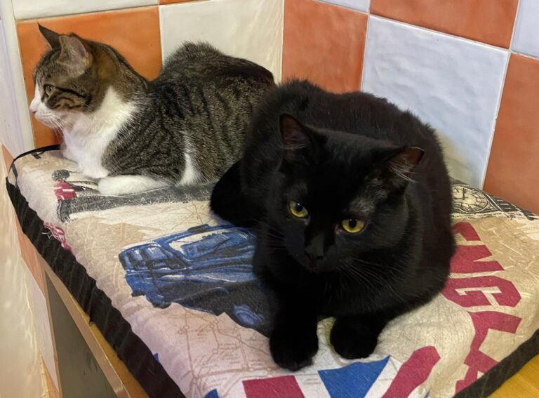 multimedia-foto87917-317-1