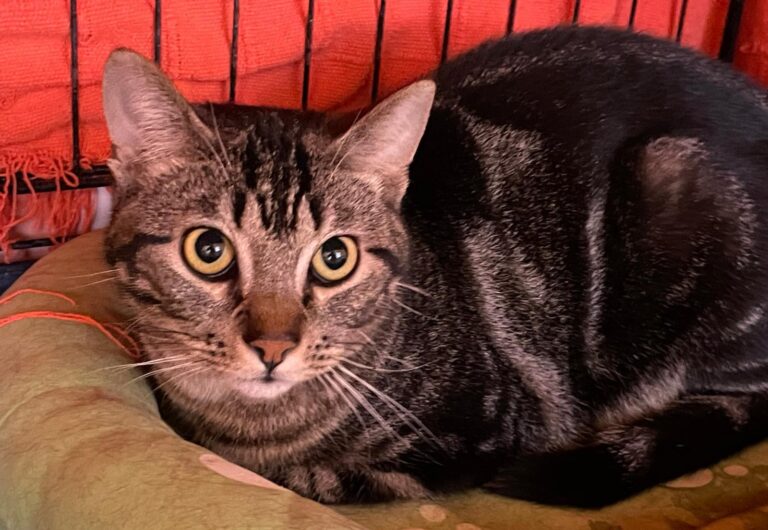 multimedia-foto87923-489-1