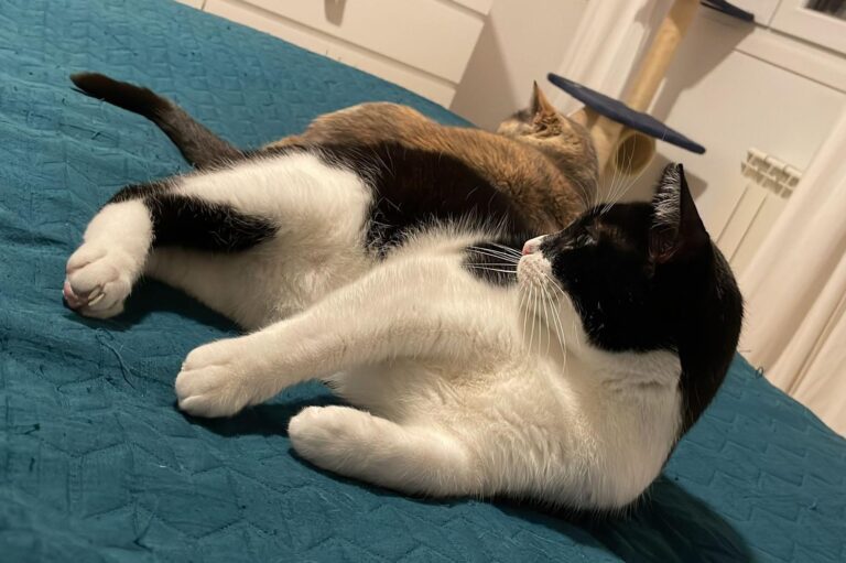 multimedia-foto87924-524-1