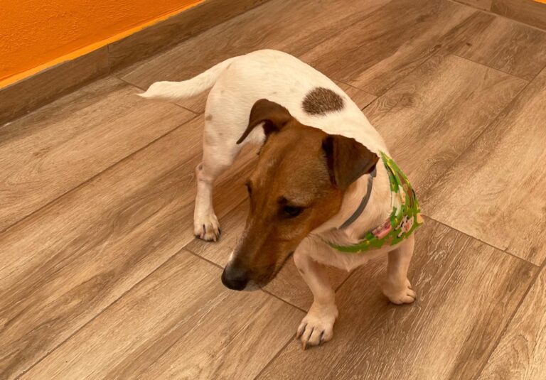 multimedia-foto87945-633-1