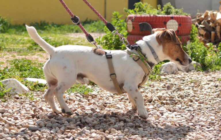 multimedia-foto87949-526-1