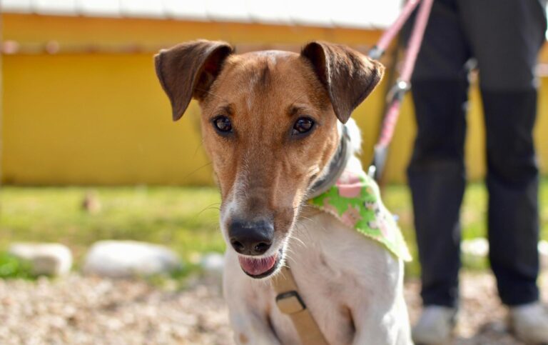 multimedia-foto87950-527-1