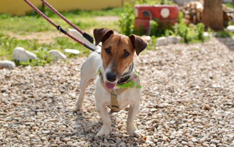 multimedia-foto87951-527-1