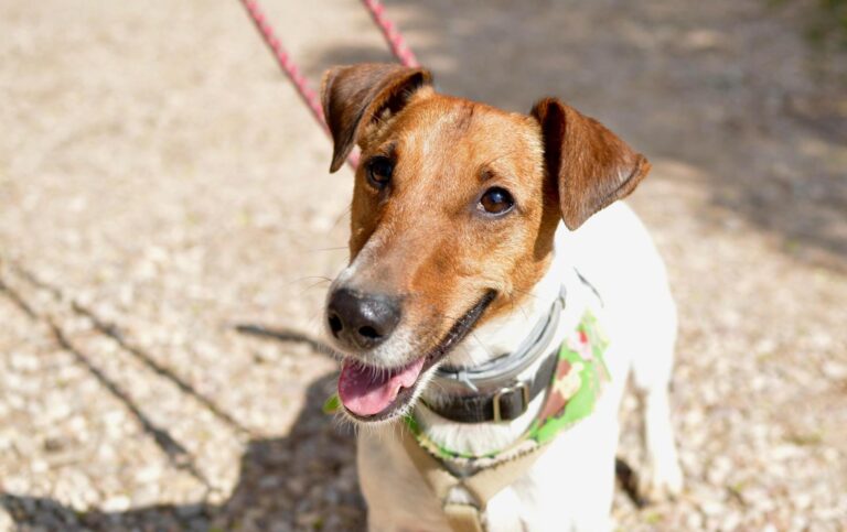 multimedia-foto87952-527-1