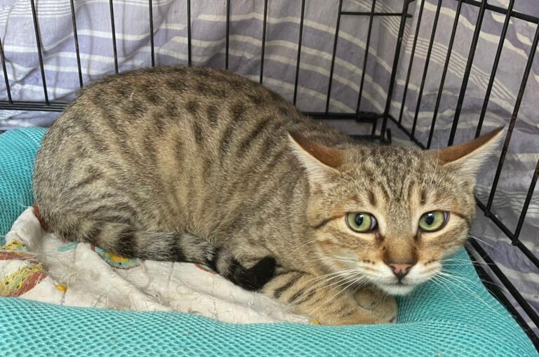 multimedia-foto87980-602-1