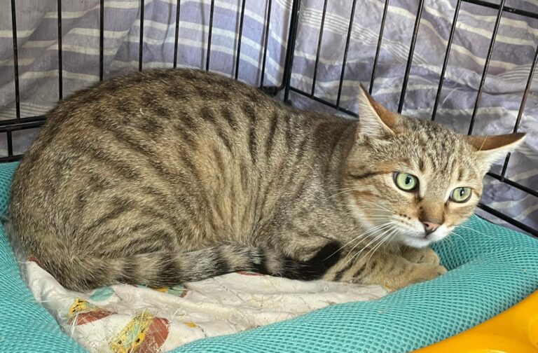 multimedia-foto87981-602-1