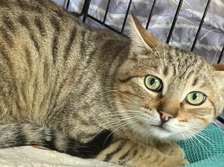 multimedia-foto87982-602-1