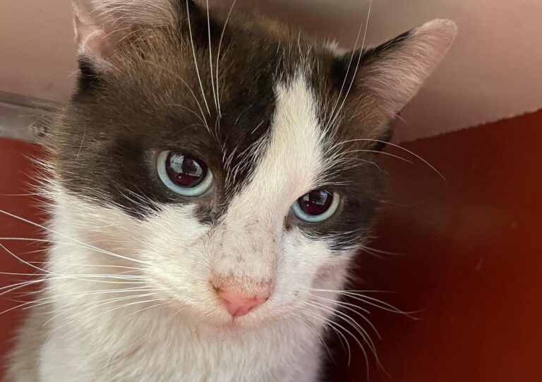 multimedia-foto87986-870-1