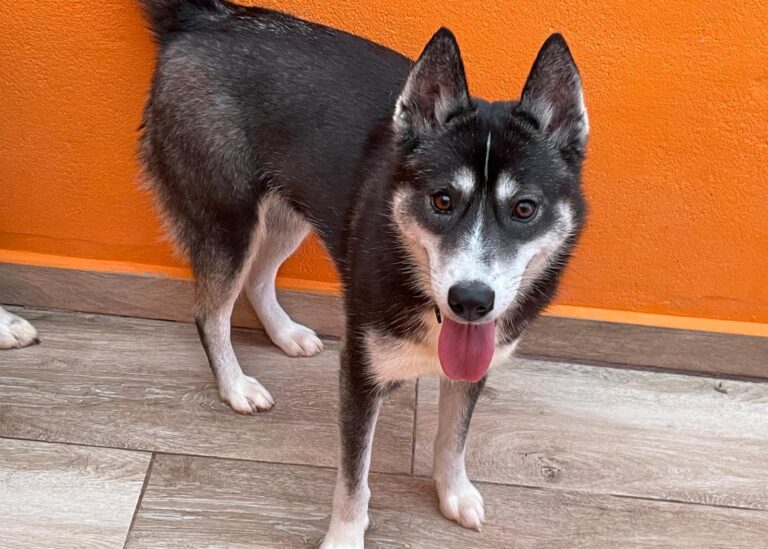 multimedia-foto88001-310-1