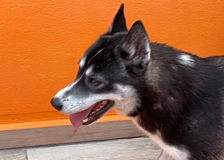 multimedia-foto88002-310-1