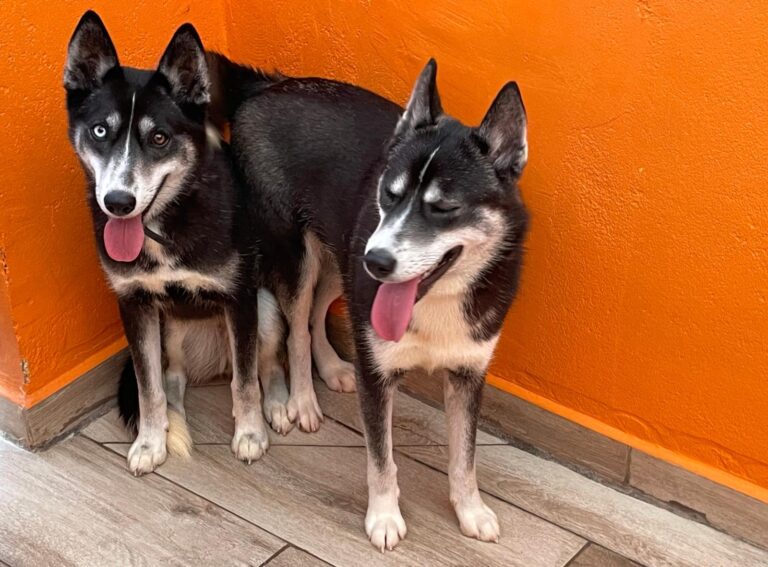 multimedia-foto88020-659-1