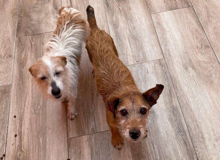 multimedia-foto88036-299-1