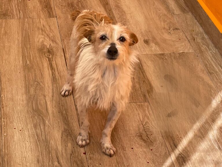 multimedia-foto88042-301-1