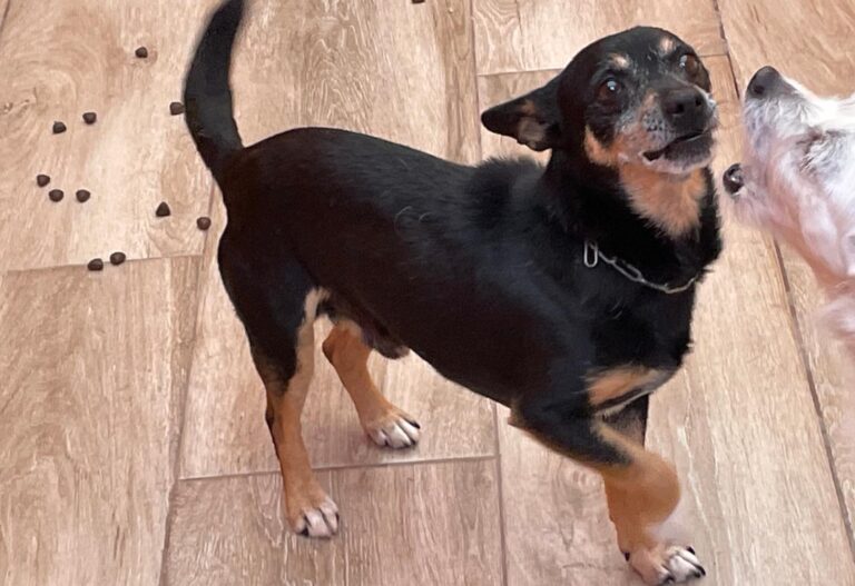 multimedia-foto88054-847-1