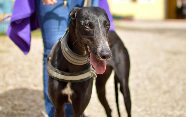 multimedia-foto88073-690-1