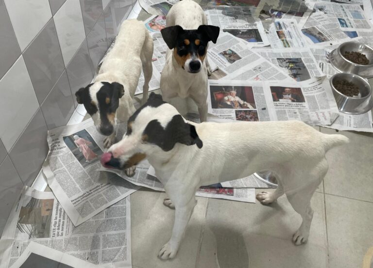 multimedia-foto88080-666-1