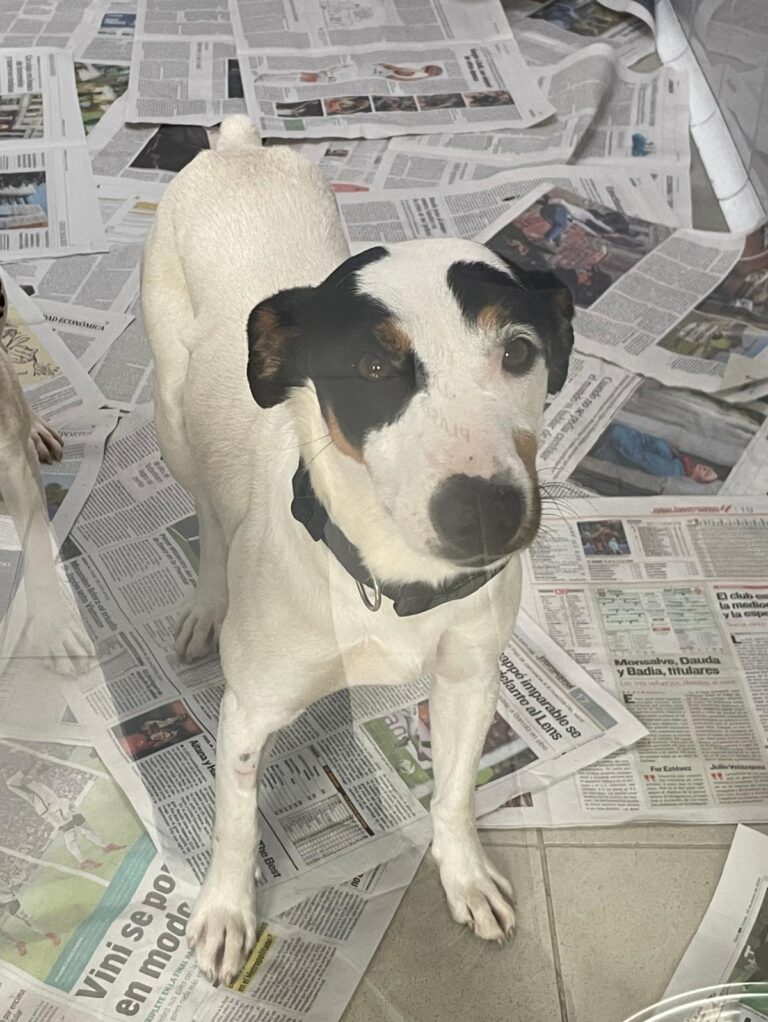 multimedia-foto88082-667-1