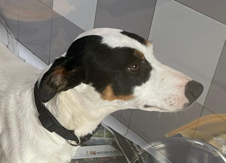 multimedia-foto88086-724-1