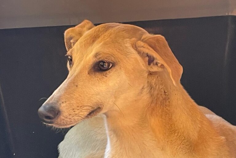 multimedia-foto88132-850-1