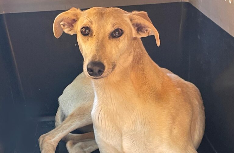 multimedia-foto88134-850-1