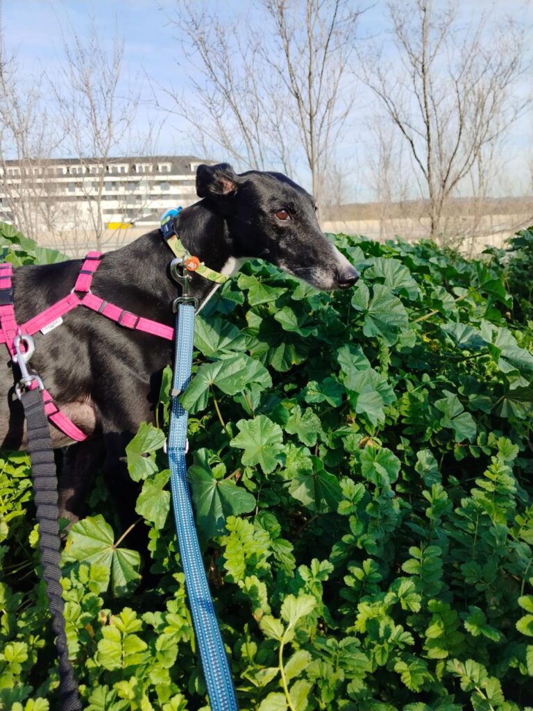 multimedia-foto88139-931-1