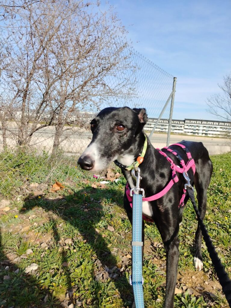 multimedia-foto88140-932-1