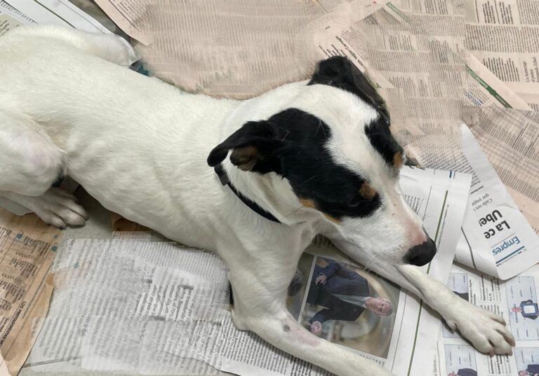 multimedia-foto88151-913-1