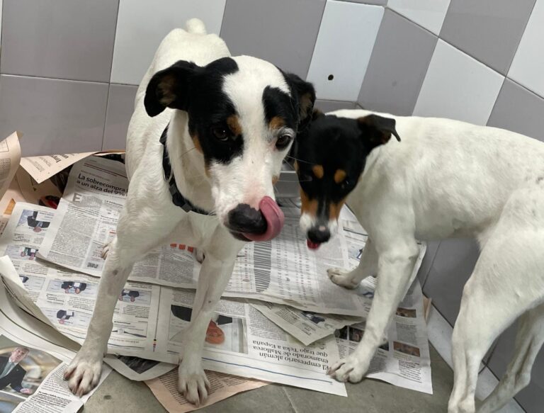 multimedia-foto88153-914-1