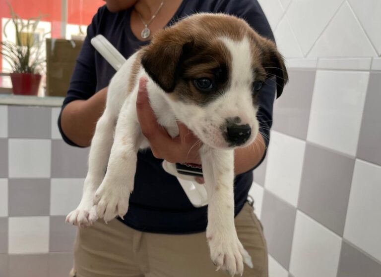 multimedia-foto88174-155-1