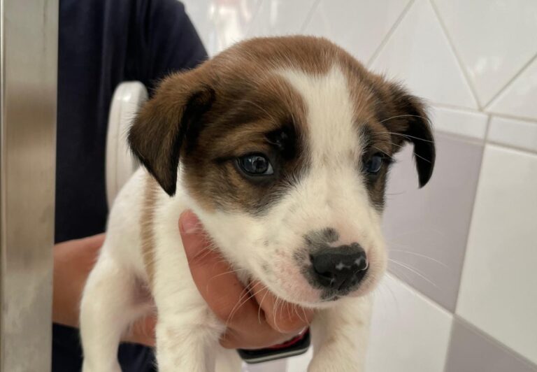 multimedia-foto88175-155-1