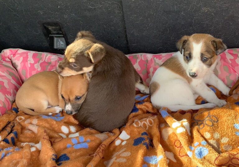 multimedia-foto88176-156-1