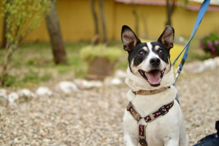 multimedia-foto88240-355-1