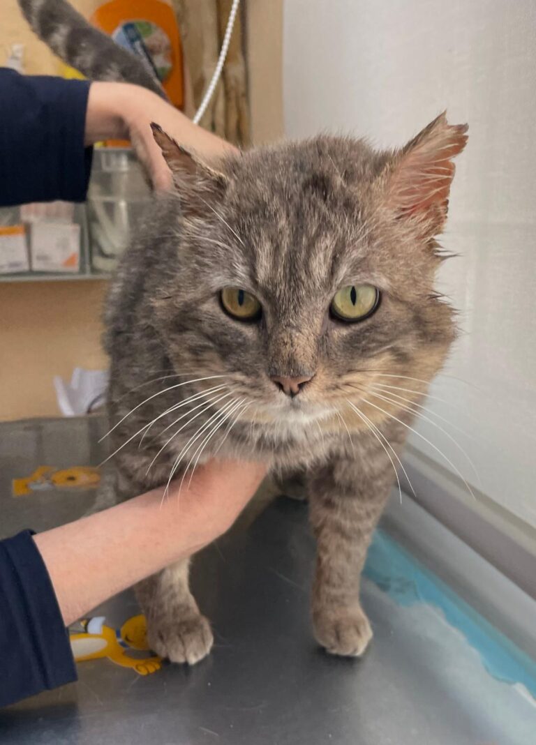 multimedia-foto88249-253-1