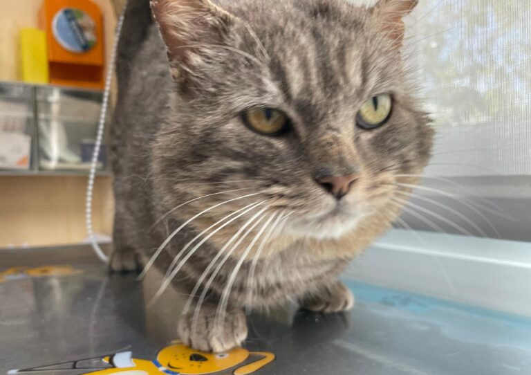 multimedia-foto88251-253-1