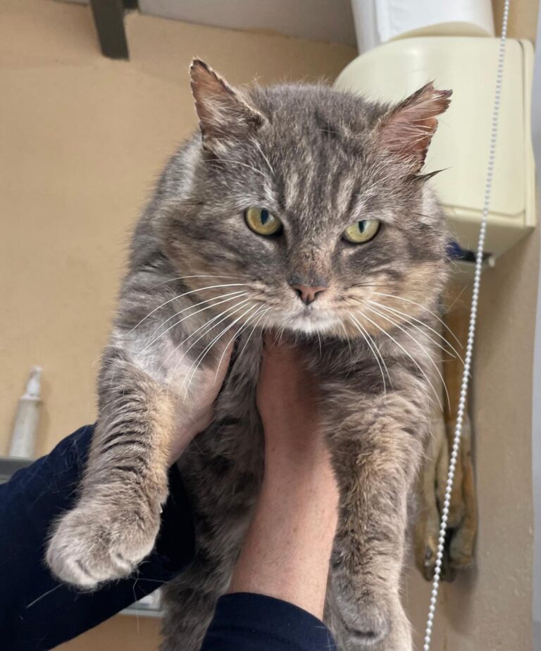 multimedia-foto88254-254-1