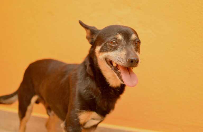 multimedia-foto88264-277-1