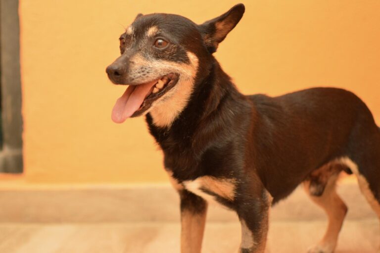 multimedia-foto88266-278-1