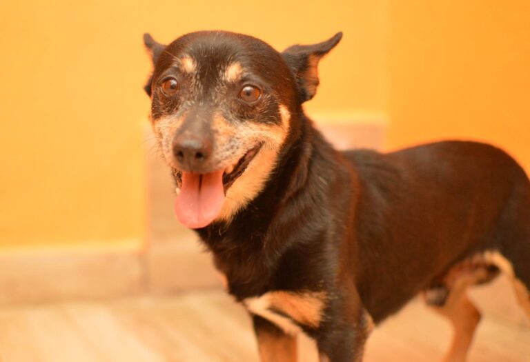 multimedia-foto88267-278-1