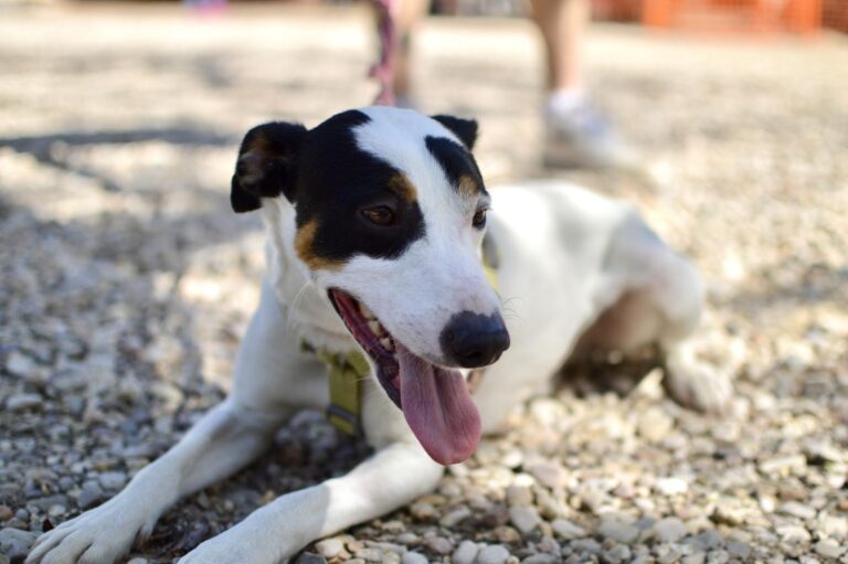 multimedia-foto88274-441-1