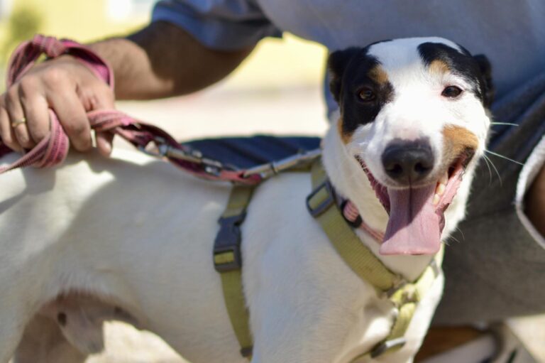 multimedia-foto88275-441-1