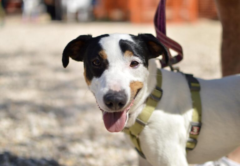 multimedia-foto88276-441-1