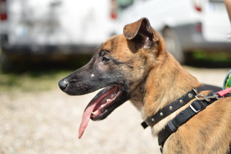 multimedia-foto88278-493-1