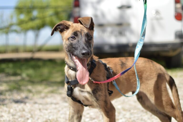 multimedia-foto88279-494-1