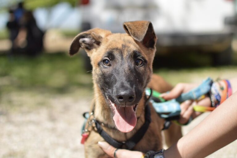 multimedia-foto88280-494-1