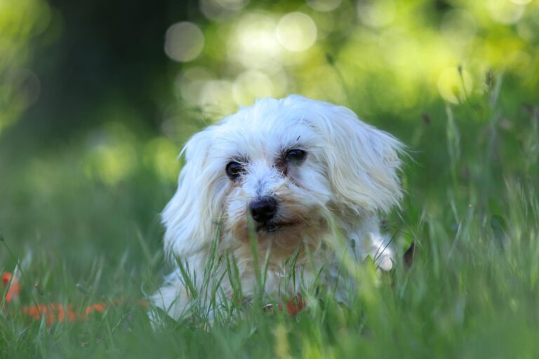 multimedia-foto88311-666-1