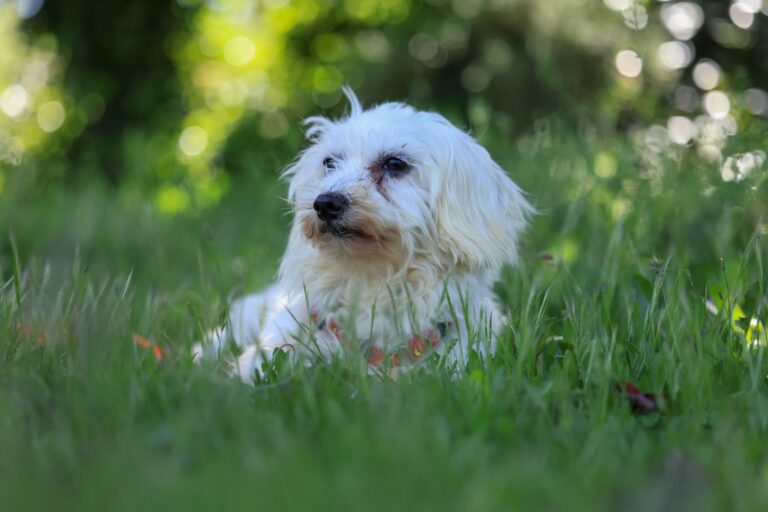 multimedia-foto88313-667-1